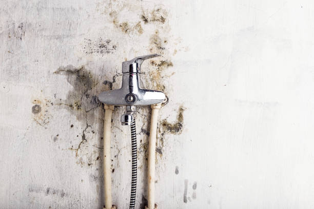 Best White Mold Remediation in Towaco, NJ