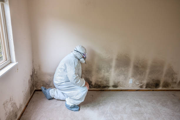 Best DIY Mold Remediation Support Services in Towaco, NJ