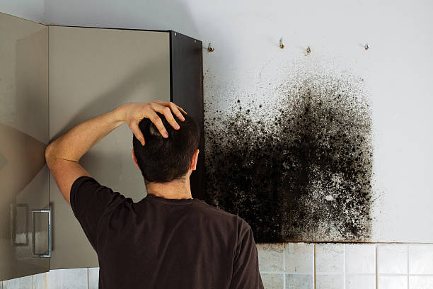 Best Commercial Mold Remediation in Towaco, NJ